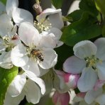 Jabloň domáca (Malus domestica) ´IDARED´ - zimná, výška 130-150 cm, voľnokorenná